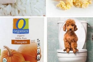 Dog Diarrhea Care: Home Remedies & Vet Tips | My Caring Dog – Tips, Stories, and Care Guides for Loving Pet Owners