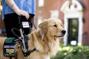 Buy A Trained Service Dog | My Caring Dog – Tips, Stories, and Care Guides for Loving Pet Owners
