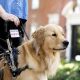 Buy A Trained Service Dog | My Caring Dog – Tips, Stories, and Care Guides for Loving Pet Owners