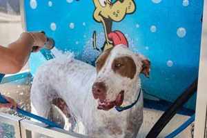 Best Car Wash & Dog Wash Near Me: Find Local Groomers | My Caring Dog – Tips, Stories, and Care Guides for Loving Pet Owners