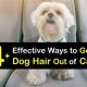 Easy Ways to Get Rid of Dog Hair in Your Car Fast | My Caring Dog – Tips, Stories, and Care Guides for Loving Pet Owners