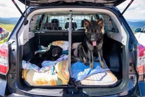 Ultimate Dog Car Travel Guide: Tips & Safety My Caring Dog – Tips, Stories, and Care Guides for Loving Pet Owners Ultimate Dog Car Travel Guide: Tips & Safety | My Caring Dog – Tips, Stories, and Care Guides for Loving Pet Owners