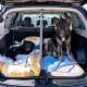 Ultimate Dog Car Travel Guide: Tips & Safety | My Caring Dog – Tips, Stories, and Care Guides for Loving Pet Owners