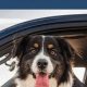 Soothe Car Sick Dogs: Expert Tips & Tricks | My Caring Dog – Tips, Stories, and Care Guides for Loving Pet Owners