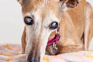 How To Take Care Of A Blind Dog | My Caring Dog – Tips, Stories, and Care Guides for Loving Pet Owners