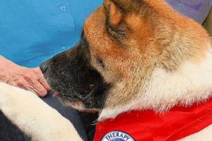 Certified Therapy Dogs Incorporated: Car Comfort | My Caring Dog – Tips, Stories, and Care Guides for Loving Pet Owners