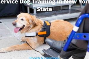 Service Dog Training New York | My Caring Dog – Tips, Stories, and Care Guides for Loving Pet Owners