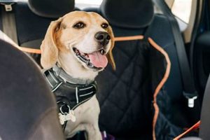 Safe & Fun Car Rides For Dogs: Tips & Tricks | My Caring Dog – Tips, Stories, and Care Guides for Loving Pet Owners