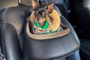 Dogs For Car | My Caring Dog – Tips, Stories, and Care Guides for Loving Pet Owners