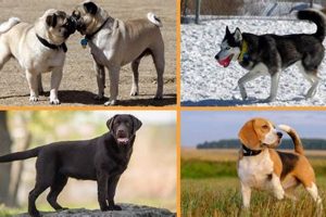 Best Dogs for Dogs: Car Travel Companions | My Caring Dog – Tips, Stories, and Care Guides for Loving Pet Owners