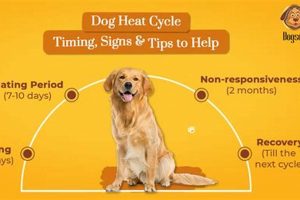 Dog In Heat Care: A Complete Guide | My Caring Dog – Tips, Stories, and Care Guides for Loving Pet Owners