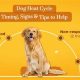 Dog In Heat Care: A Complete Guide | My Caring Dog – Tips, Stories, and Care Guides for Loving Pet Owners