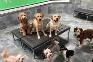 Dog Care Nyc My Caring Dog – Tips, Stories, and Care Guides for Loving Pet Owners Dog Care Nyc | My Caring Dog – Tips, Stories, and Care Guides for Loving Pet Owners