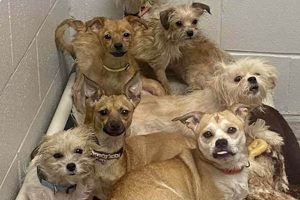 Best Humane Society Near Florissant, MO | My Caring Dog – Tips, Stories, and Care Guides for Loving Pet Owners