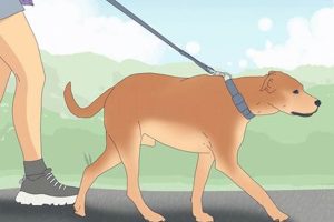 Finding the Perfect Car Dog: A Guide | My Caring Dog – Tips, Stories, and Care Guides for Loving Pet Owners