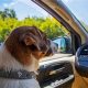 I Bought A Car That Smells Like Dog | My Caring Dog – Tips, Stories, and Care Guides for Loving Pet Owners