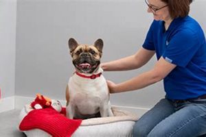 Top Petsmart Dog Care Tips &amp; Services | My Caring Dog – Tips, Stories, and Care Guides for Loving Pet Owners