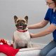Top Petsmart Dog Care Tips &amp; Services | My Caring Dog – Tips, Stories, and Care Guides for Loving Pet Owners
