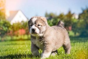 The Ultimate Puppy Central for Car Dog Lovers My Caring Dog – Tips, Stories, and Care Guides for Loving Pet Owners The Ultimate Puppy Central for Car Dog Lovers | My Caring Dog – Tips, Stories, and Care Guides for Loving Pet Owners