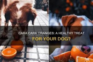 Can Dogs Eat Cara Cara Oranges? Risks & Safer Options | My Caring Dog – Tips, Stories, and Care Guides for Loving Pet Owners