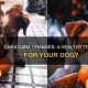 Can Dogs Eat Cara Cara Oranges? Risks & Safer Options | My Caring Dog – Tips, Stories, and Care Guides for Loving Pet Owners
