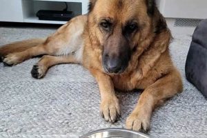 Don't Leave Dog Food in Hot Cars! Dangers & Safety | My Caring Dog – Tips, Stories, and Care Guides for Loving Pet Owners