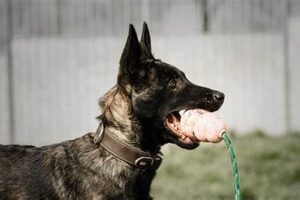 Trained Dogs for Cars: Expert Companions | My Caring Dog – Tips, Stories, and Care Guides for Loving Pet Owners