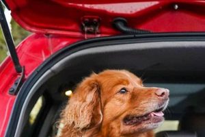 Driving to Canada with Your Dog: Rules & Tips | My Caring Dog – Tips, Stories, and Care Guides for Loving Pet Owners