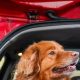 Driving to Canada with Your Dog: Rules & Tips | My Caring Dog – Tips, Stories, and Care Guides for Loving Pet Owners