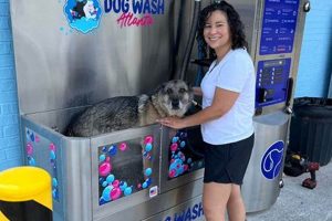 See Kirkwood Car Wash & Dog Wash Atlanta Photos! | My Caring Dog – Tips, Stories, and Care Guides for Loving Pet Owners