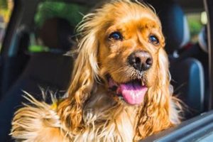 Don't Leave Dog Food in a Hot Car: Dangers & Tips | My Caring Dog – Tips, Stories, and Care Guides for Loving Pet Owners