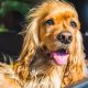 Don't Leave Dog Food in a Hot Car: Dangers & Tips | My Caring Dog – Tips, Stories, and Care Guides for Loving Pet Owners