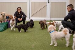 Top Dog Day Care Near Me Now: Open Today | My Caring Dog – Tips, Stories, and Care Guides for Loving Pet Owners
