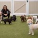Top Dog Day Care Near Me Now: Open Today | My Caring Dog – Tips, Stories, and Care Guides for Loving Pet Owners