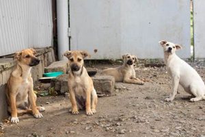 Ultimate Stray Dog Care Guide: Tips & Tricks | My Caring Dog – Tips, Stories, and Care Guides for Loving Pet Owners