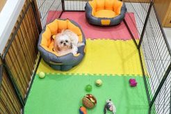 Best Dog Day Care in Abu Dhabi: Top Centers My Caring Dog – Tips, Stories, and Care Guides for Loving Pet Owners Best Dog Day Care in Abu Dhabi: Top Centers | My Caring Dog – Tips, Stories, and Care Guides for Loving Pet Owners