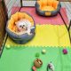Best Dog Day Care in Abu Dhabi: Top Centers | My Caring Dog – Tips, Stories, and Care Guides for Loving Pet Owners