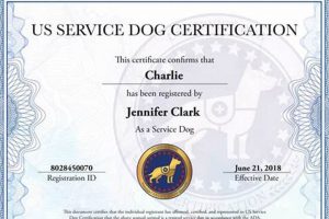 Official US Service Dog Certification: A Guide | My Caring Dog – Tips, Stories, and Care Guides for Loving Pet Owners