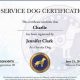 Official US Service Dog Certification: A Guide | My Caring Dog – Tips, Stories, and Care Guides for Loving Pet Owners