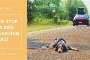 How Can I Stop My Dog Chasing Cars | My Caring Dog – Tips, Stories, and Care Guides for Loving Pet Owners