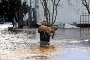 Best Dog Day Care in DC: Find Top Centers | My Caring Dog – Tips, Stories, and Care Guides for Loving Pet Owners