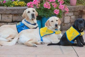 A Guide to Service Dogs United: Support & Training My Caring Dog – Tips, Stories, and Care Guides for Loving Pet Owners A Guide to Service Dogs United: Support & Training | My Caring Dog – Tips, Stories, and Care Guides for Loving Pet Owners