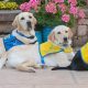 A Guide to Service Dogs United: Support & Training | My Caring Dog – Tips, Stories, and Care Guides for Loving Pet Owners
