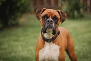 Expert Boxer Dog Care Guide: Tips & Tricks My Caring Dog – Tips, Stories, and Care Guides for Loving Pet Owners Expert Boxer Dog Care Guide: Tips & Tricks | My Caring Dog – Tips, Stories, and Care Guides for Loving Pet Owners