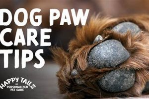 Essential Dog Paw Care Tips & Guide | My Caring Dog – Tips, Stories, and Care Guides for Loving Pet Owners