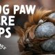Essential Dog Paw Care Tips & Guide | My Caring Dog – Tips, Stories, and Care Guides for Loving Pet Owners