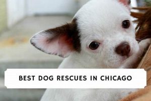 Dog Rescues Chicago My Caring Dog – Tips, Stories, and Care Guides for Loving Pet Owners Dog Rescues Chicago | My Caring Dog – Tips, Stories, and Care Guides for Loving Pet Owners