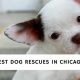 Dog Rescues Chicago | My Caring Dog – Tips, Stories, and Care Guides for Loving Pet Owners
