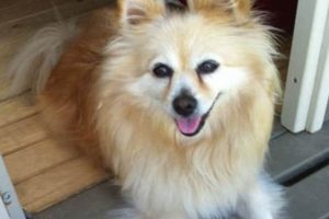 Best Dog Day Care in Coffs Harbour | Top Kennels | My Caring Dog – Tips, Stories, and Care Guides for Loving Pet Owners