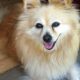 Best Dog Day Care in Coffs Harbour | Top Kennels | My Caring Dog – Tips, Stories, and Care Guides for Loving Pet Owners